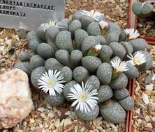 Image of Lithops marmorata (N. E. Br.) N. E. Br.