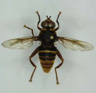Image of Spilomyia