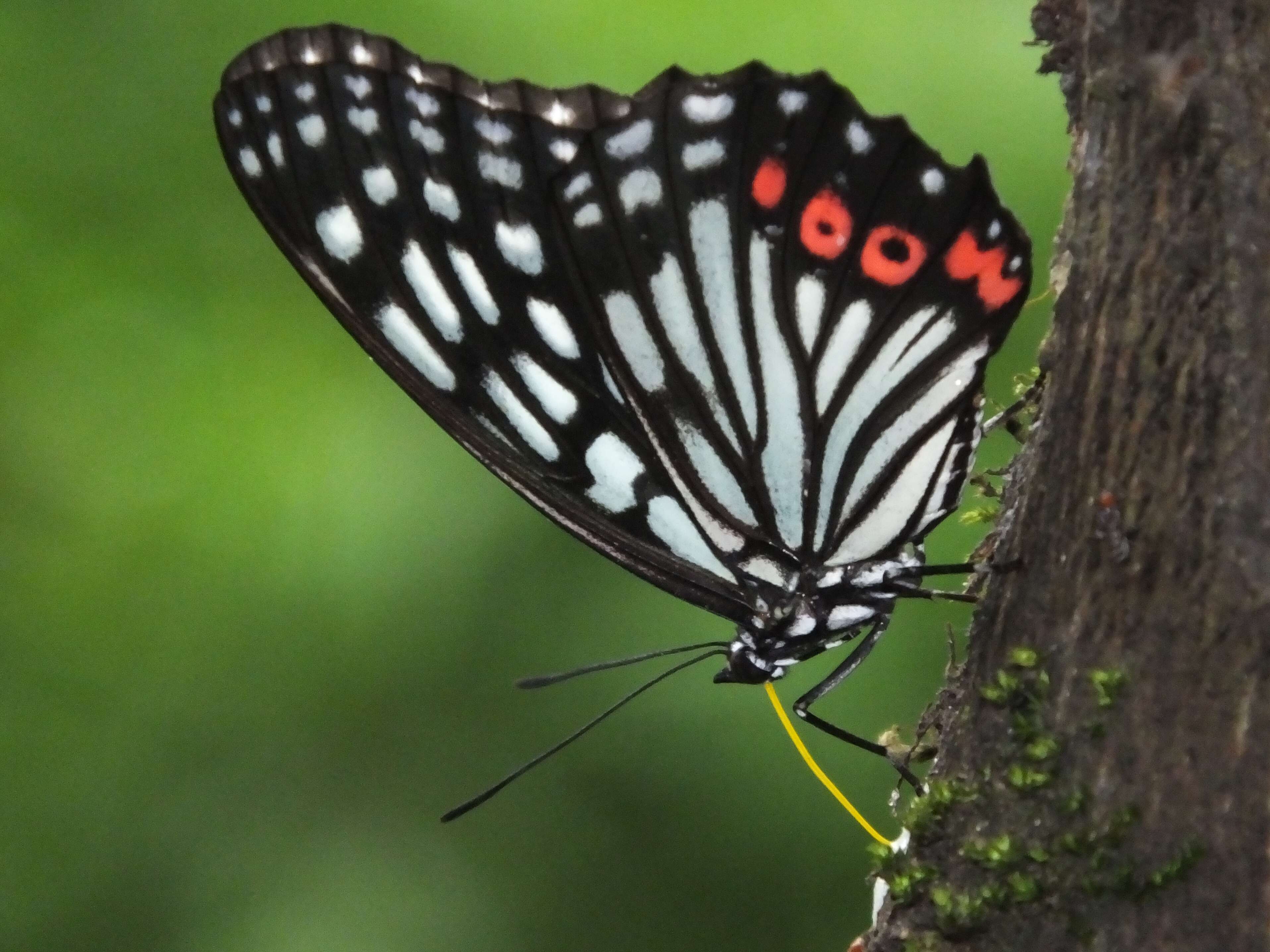 Image of Hestina assimilis Linnaeus 1758