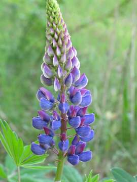 Plancia ëd Lupinus polyphyllus Lindl.