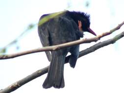 Image de Bulbul noir