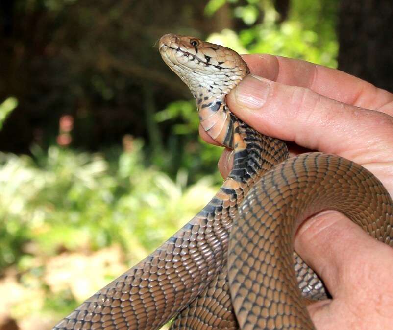 Image of Mozambique spitting cobra
