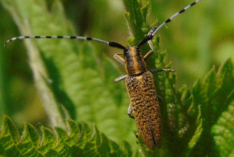 Image of Agapanthia (Epoptes) villosoviridescens (Degeer 1775)