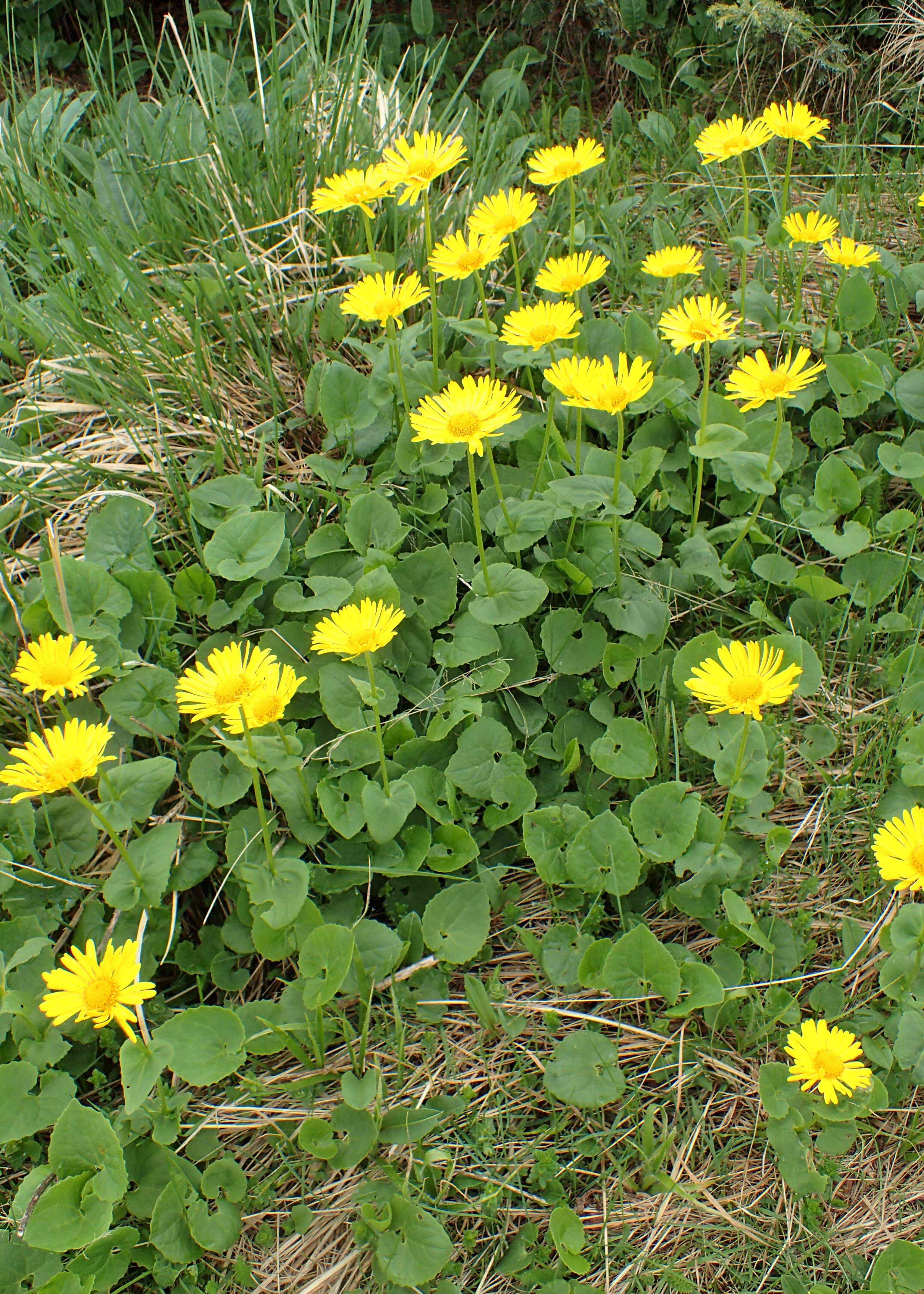 Imagem de Doronicum orientale Hoffm.