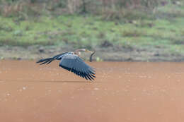 Image de Anhinga roux