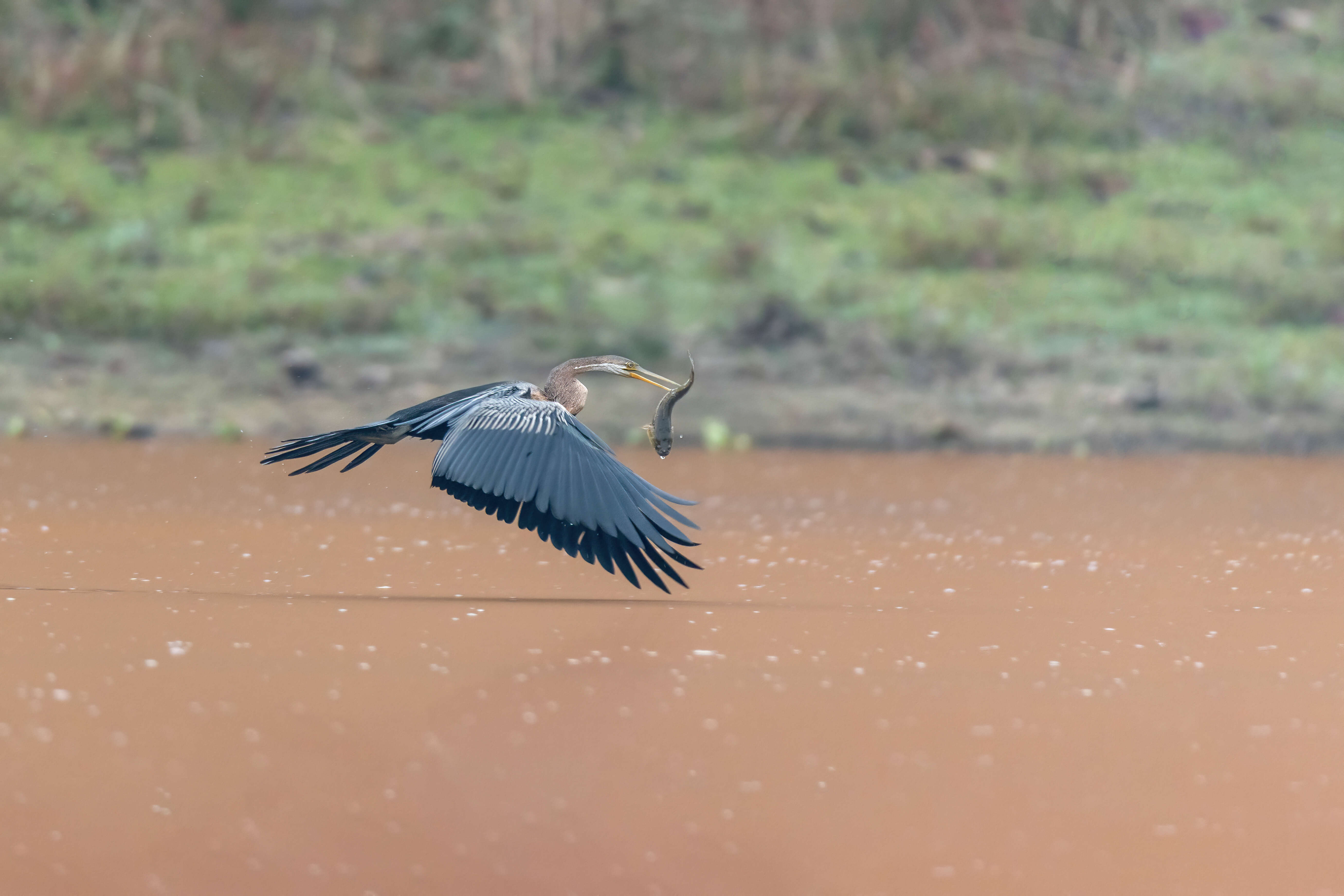 Image de Anhinga roux