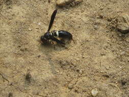 Image of Four-toothed Mason Wasp