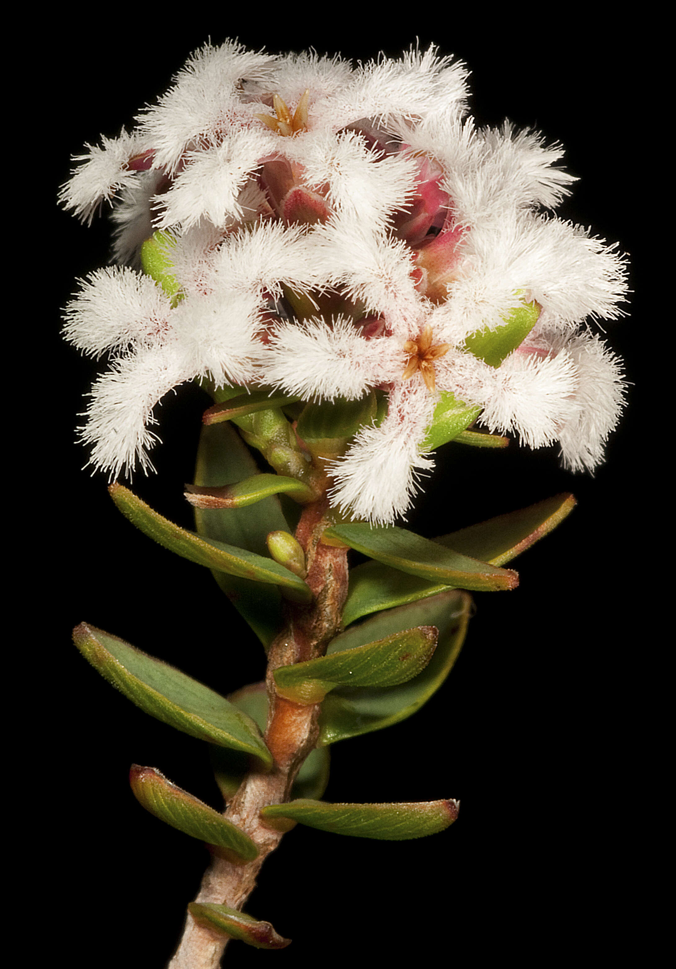 Слика од Leucopogon polymorphus Sond.