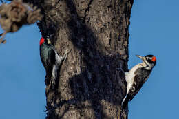 Image of Acorn Woodpecker