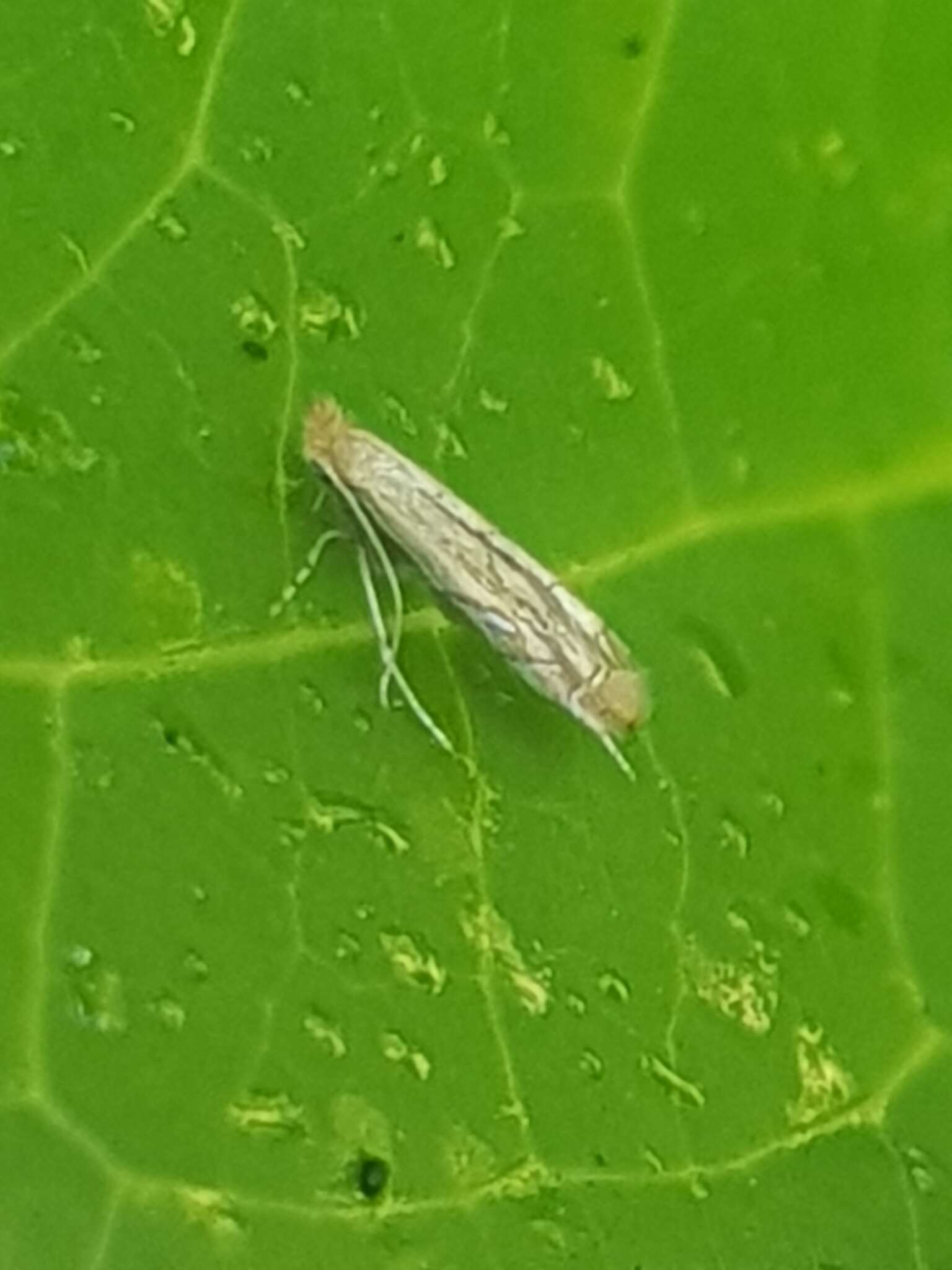 Phyllonorycter messaniella (Zeller 1846)的圖片