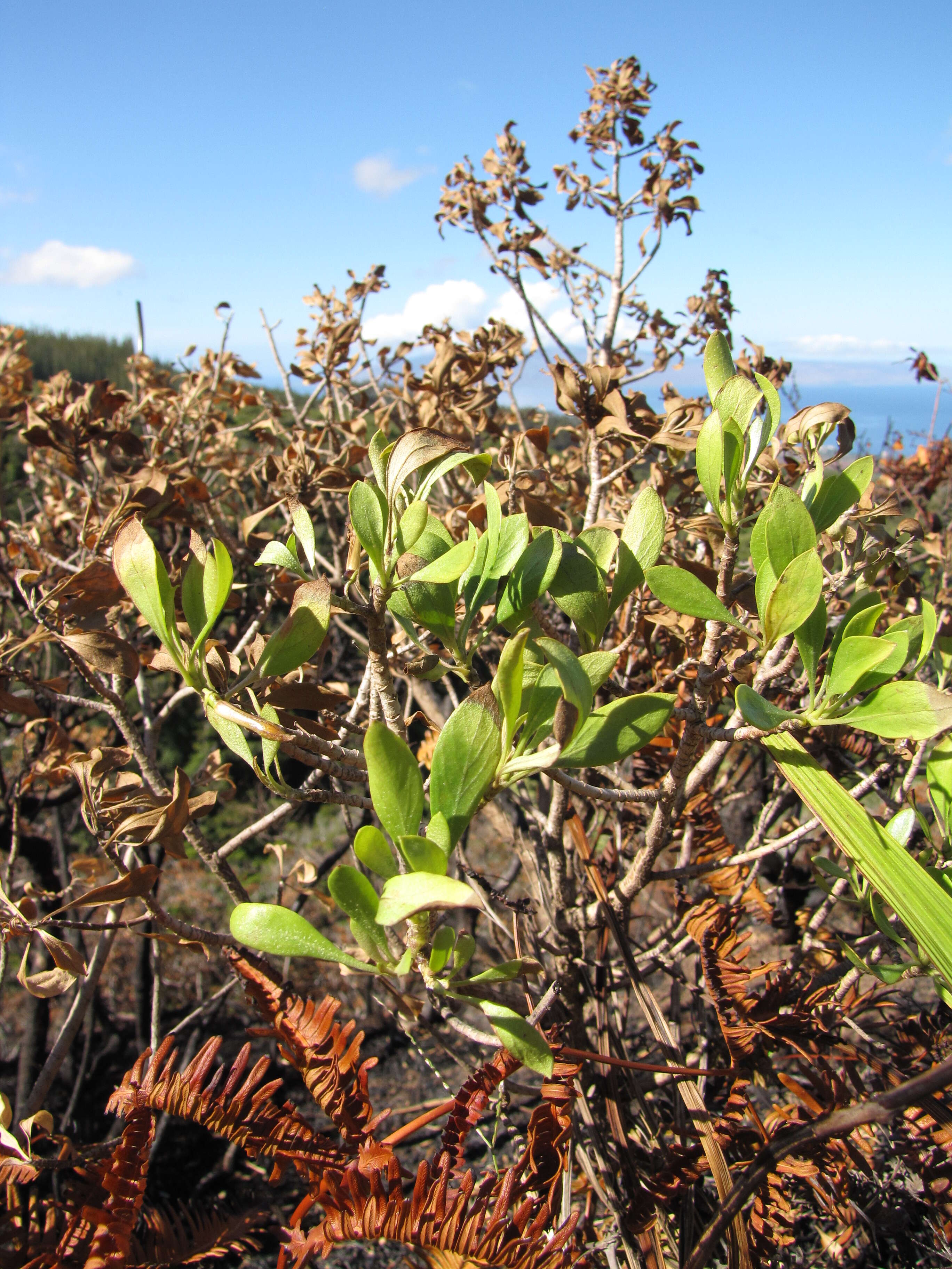 Image of ridgetop naupaka