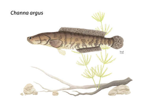 Image of Northern snakehead