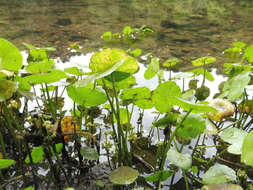 Imagem de Hydrocotyle prolifera Kellogg