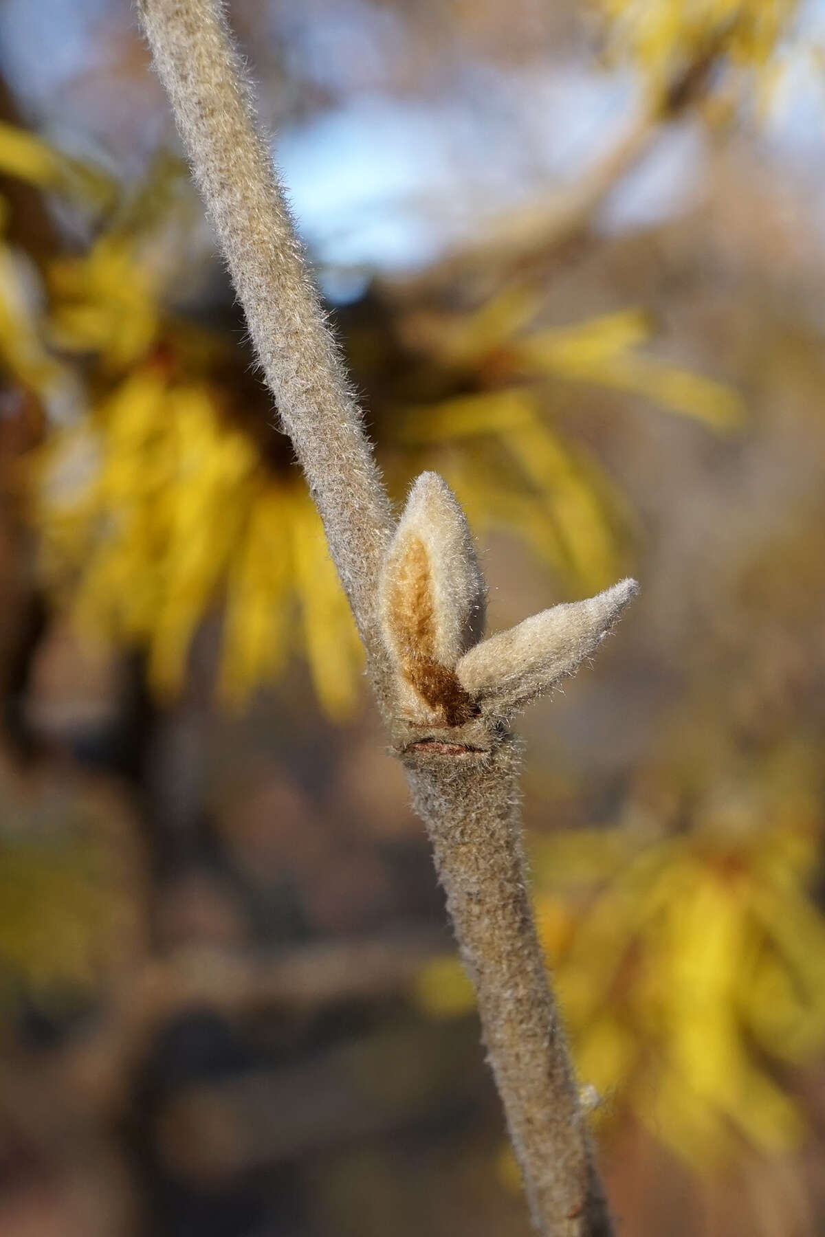 Image of Chinese witch hazel