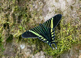 Image of Urania fulgens Walker 1854