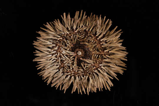 Image of Burrowing urchin