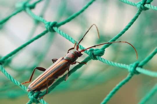 Image of Monkeypod roundheaded borer