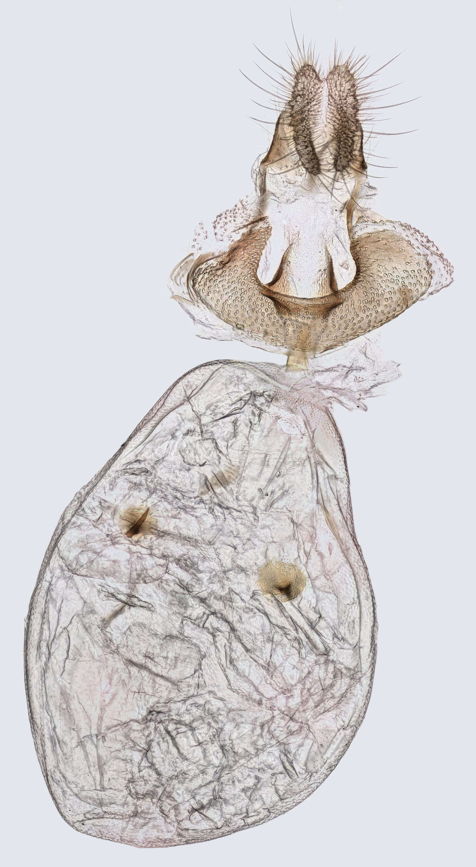 Image of Pammene trauniana Schiffermüller 1775