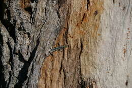 Image of Cream-striped Shinning-skink