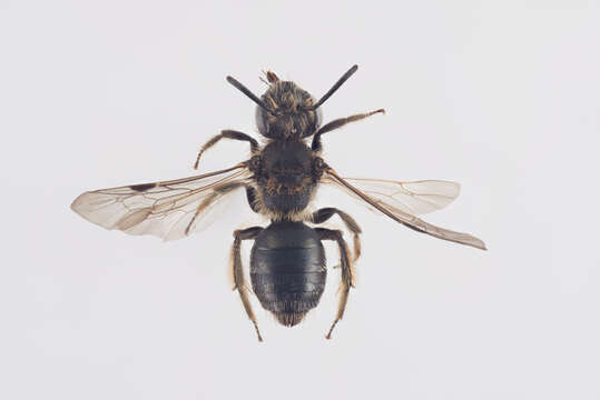 Image de Andrena minutula (Kirby 1802)