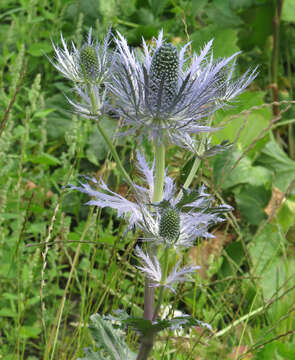 Eryngium alpinum L. resmi