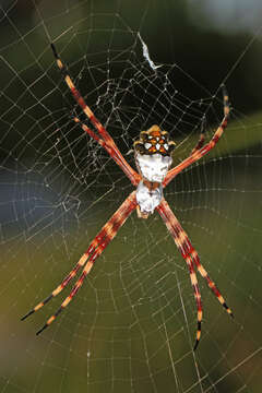 Image of Silver Argiope