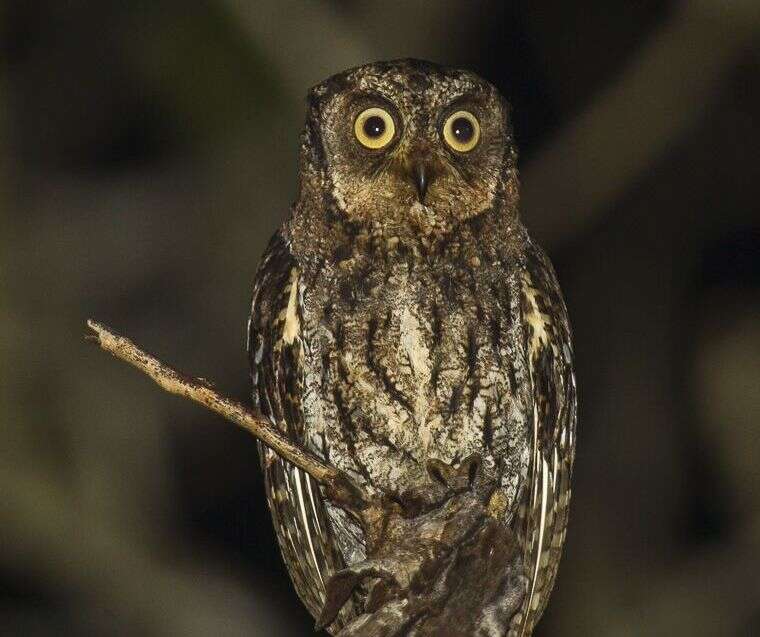 Image of Moluccan Scops Owl