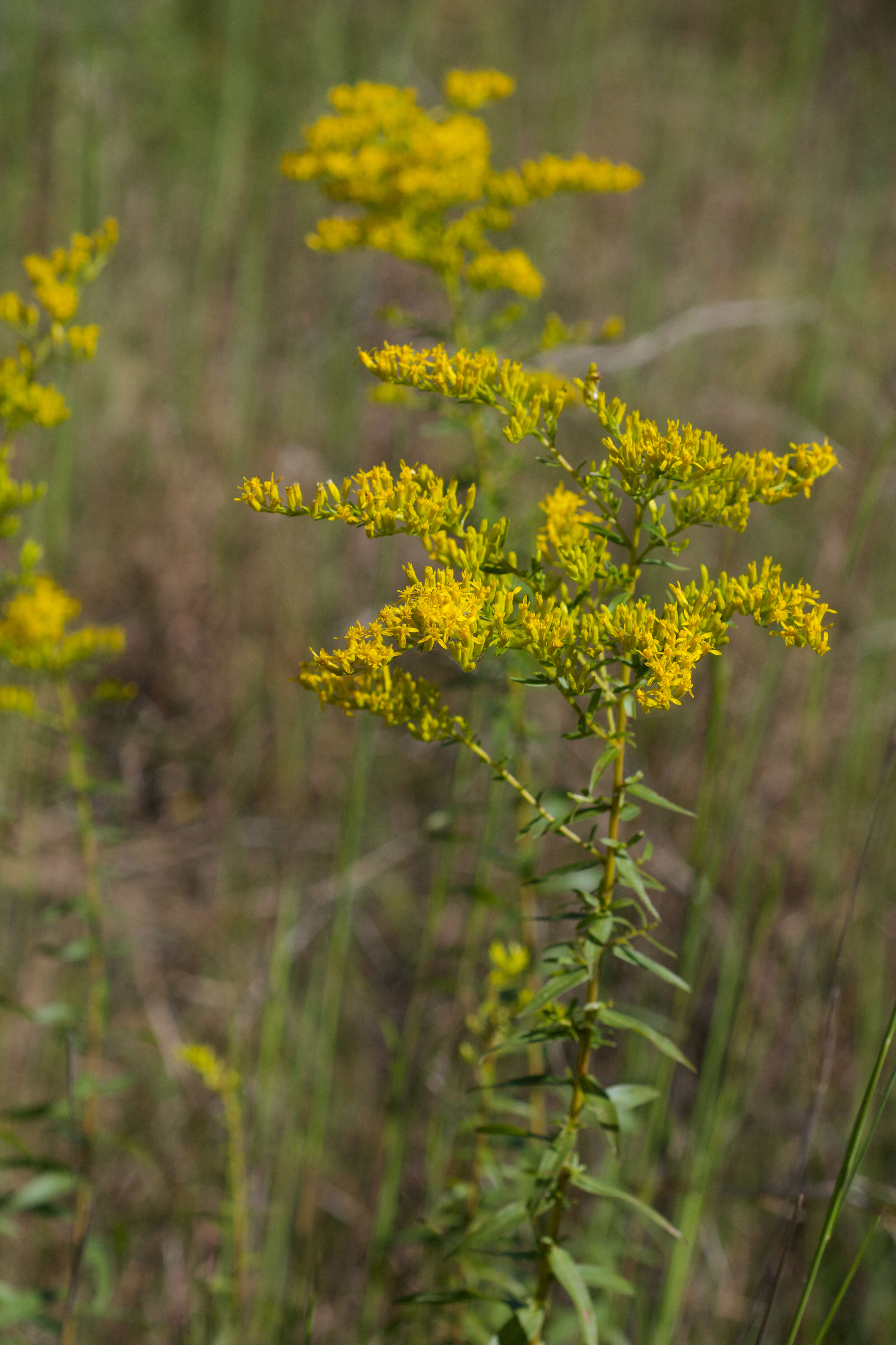 Image of anisescented goldenrod