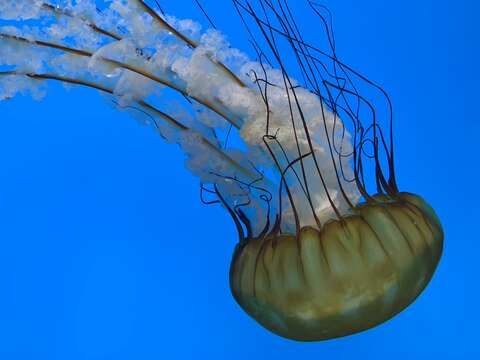 Image of Sea nettle