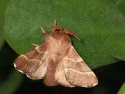 Image of lackey moth