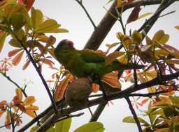 Image of Orange-chinned Parakeet