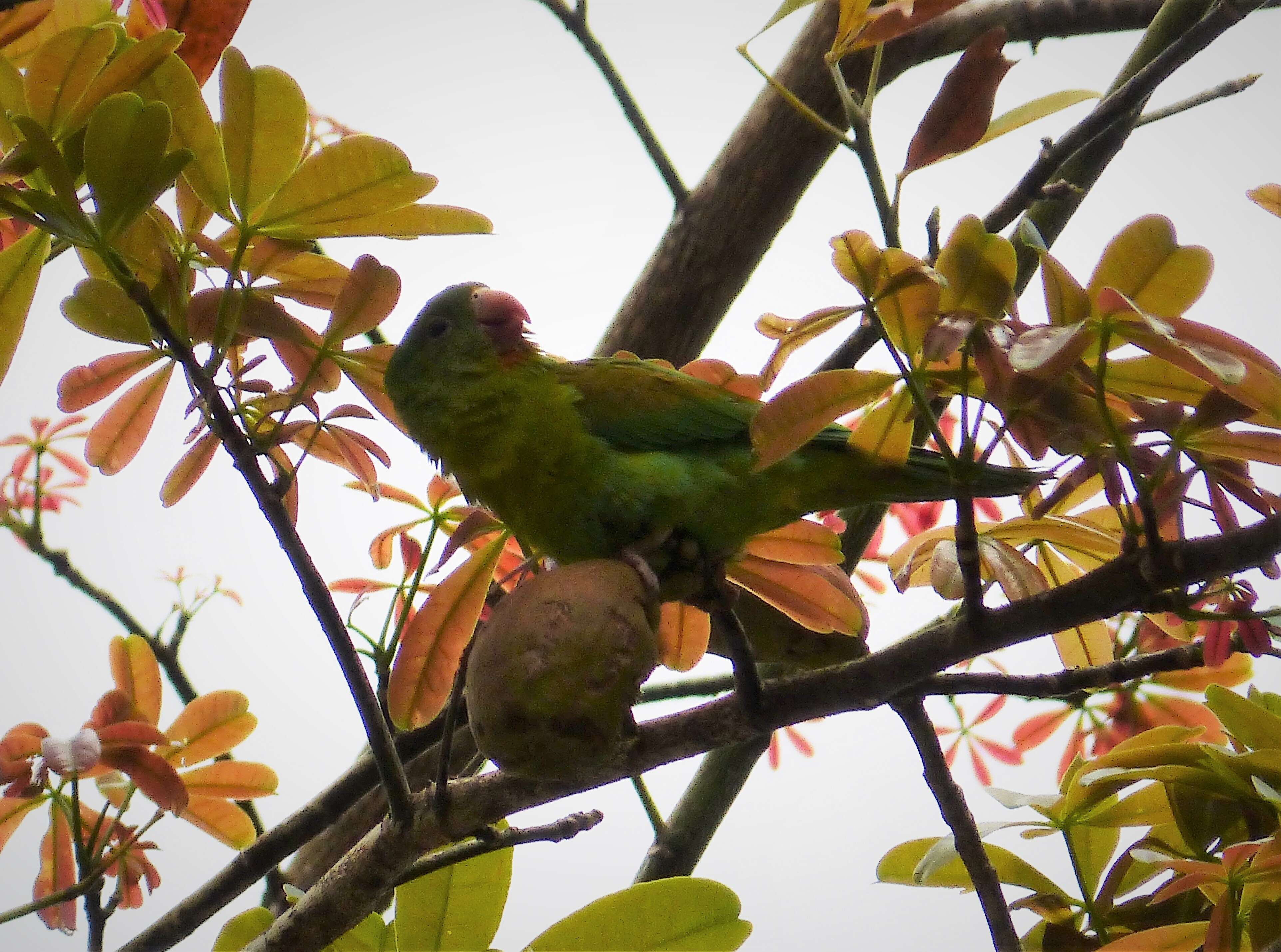 Image of Orange-chinned Parakeet