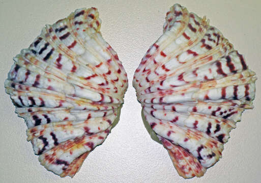 Image of Bear Paw Clam