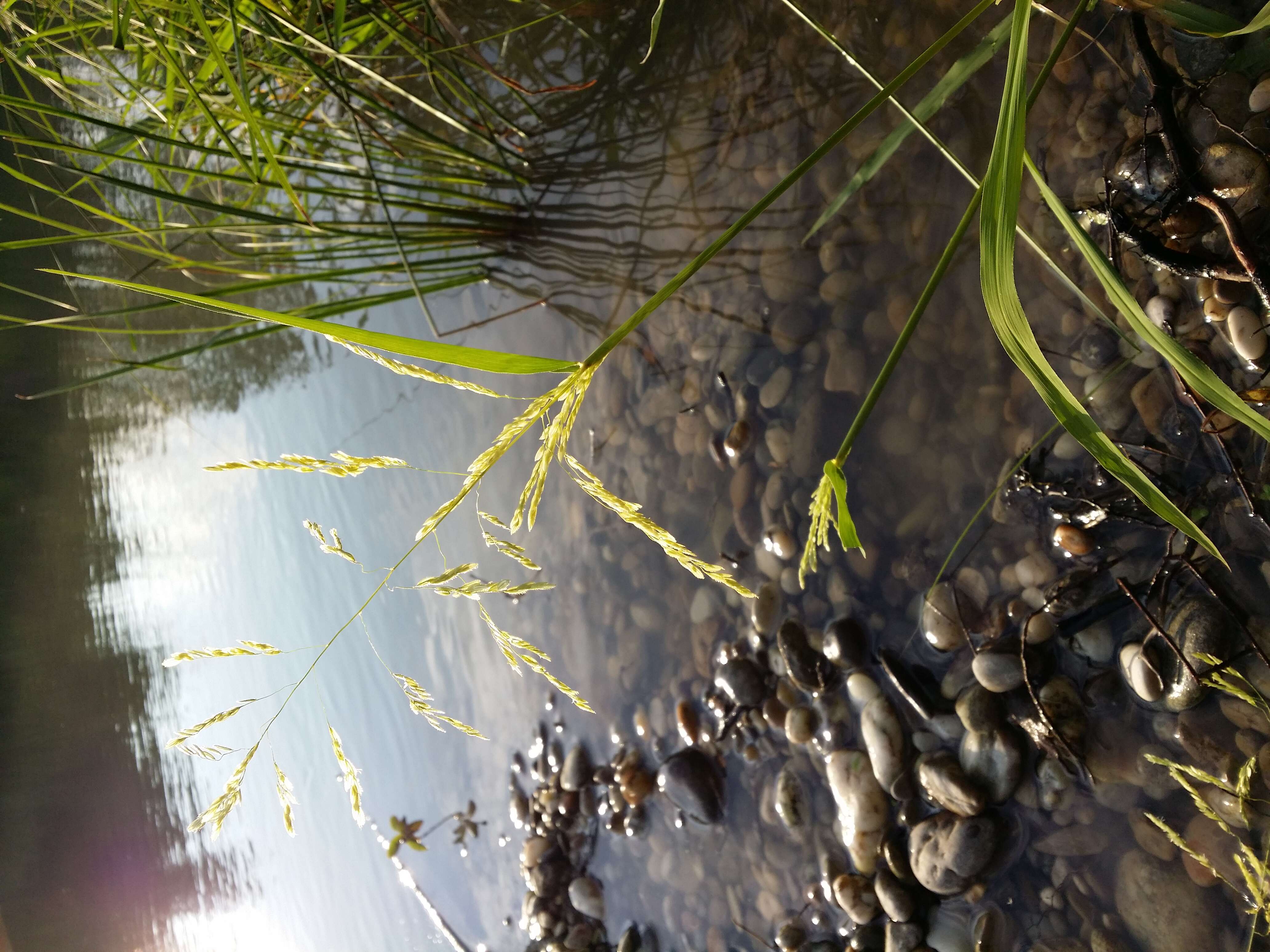 Image of Cut-grass