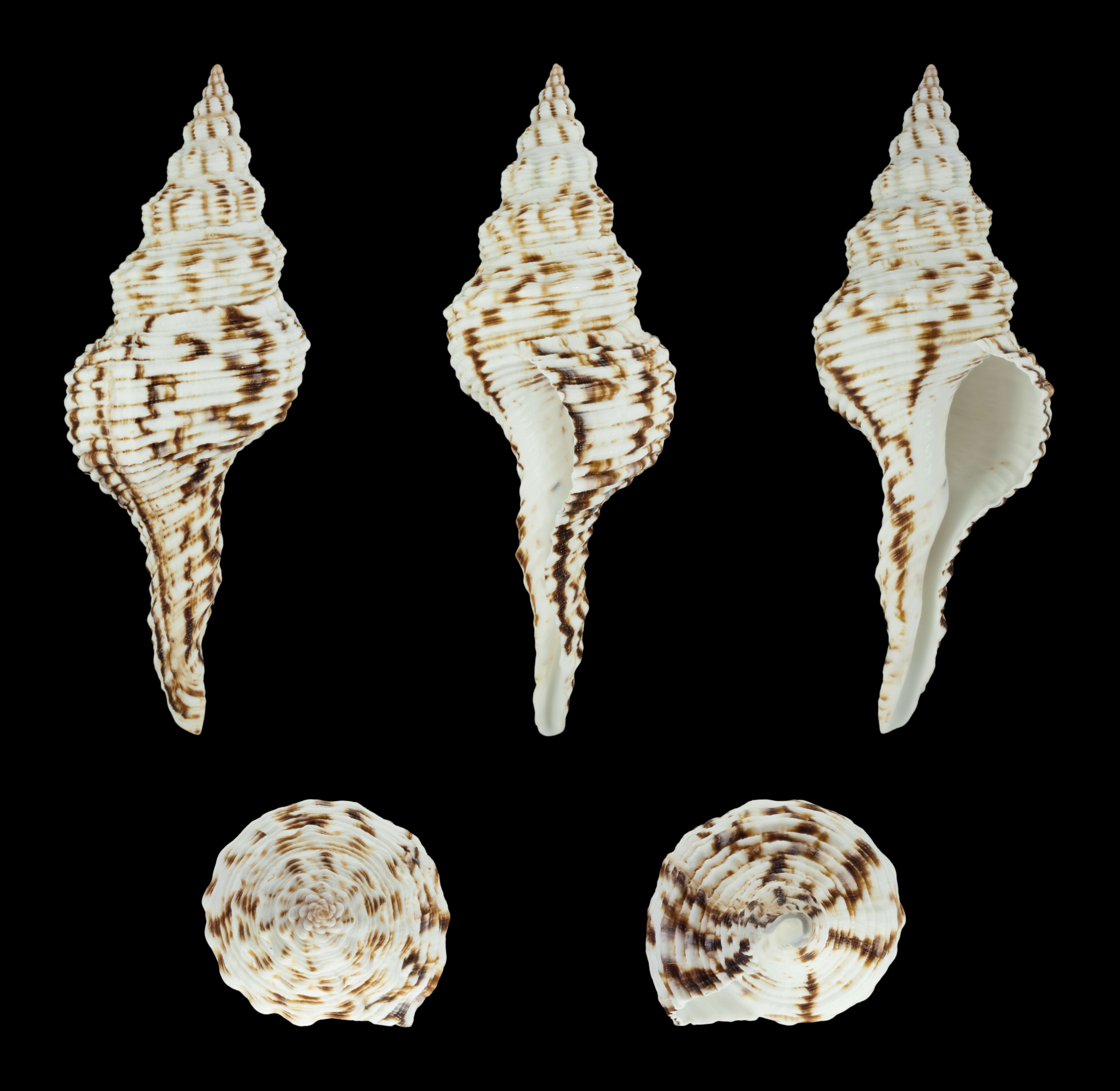 Image of Marmorofusus nicobaricus (Röding 1798)