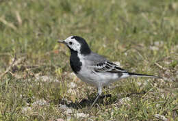 Image of Pied Wagtail and White Wagtail