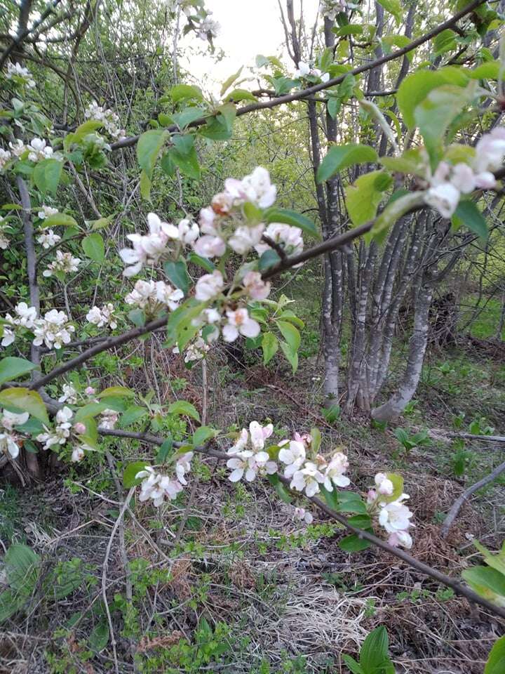 Imagem de Malus sylvestris Mill.