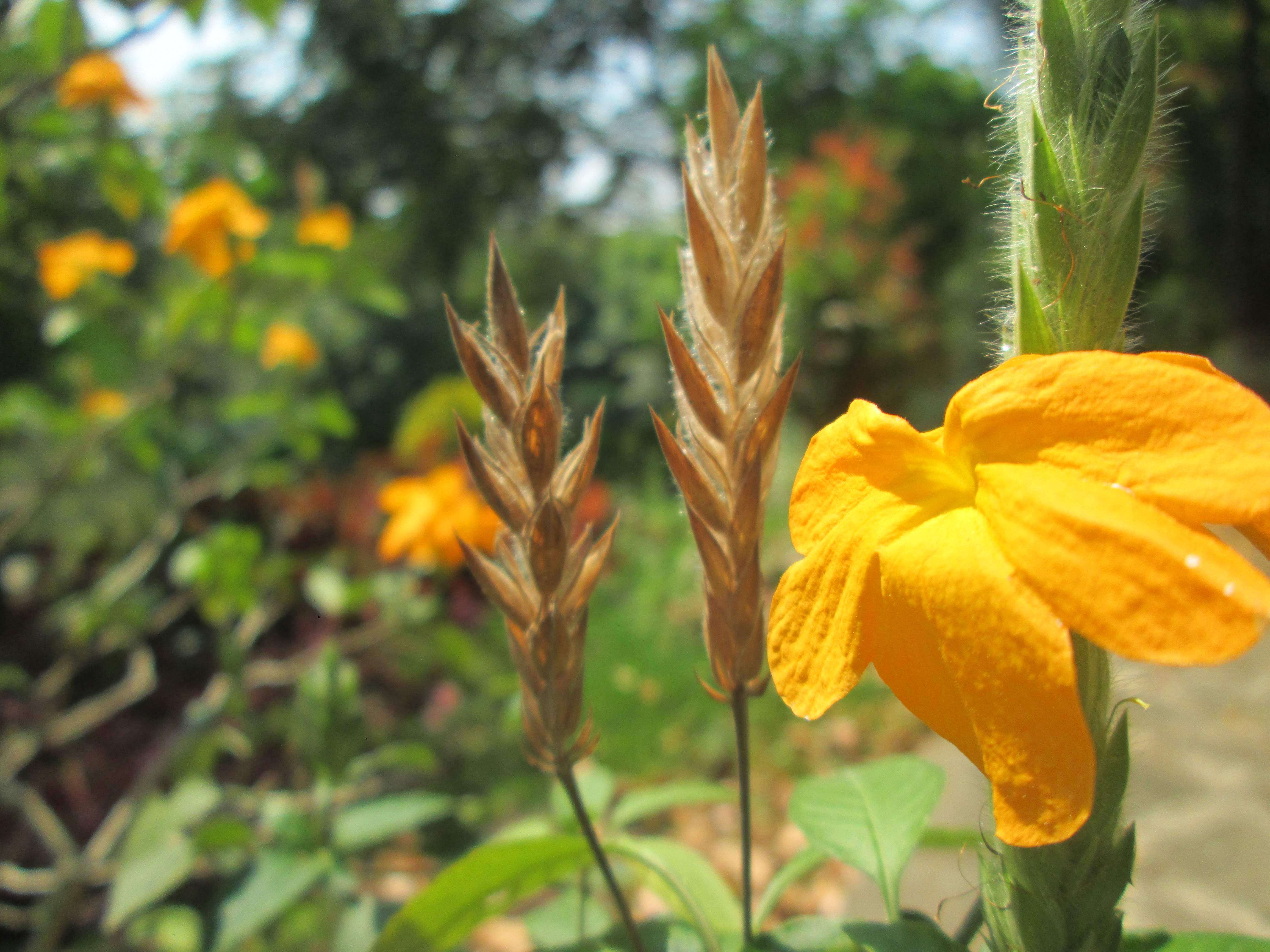 Imagem de Crossandra infundibuliformis (L.) Nees