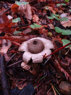 Image of Geastrum saccatum