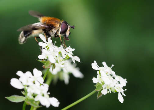 Image of Leucozona lucorum (Linnaeus 1758)