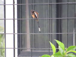 Image of Rufous Treepie