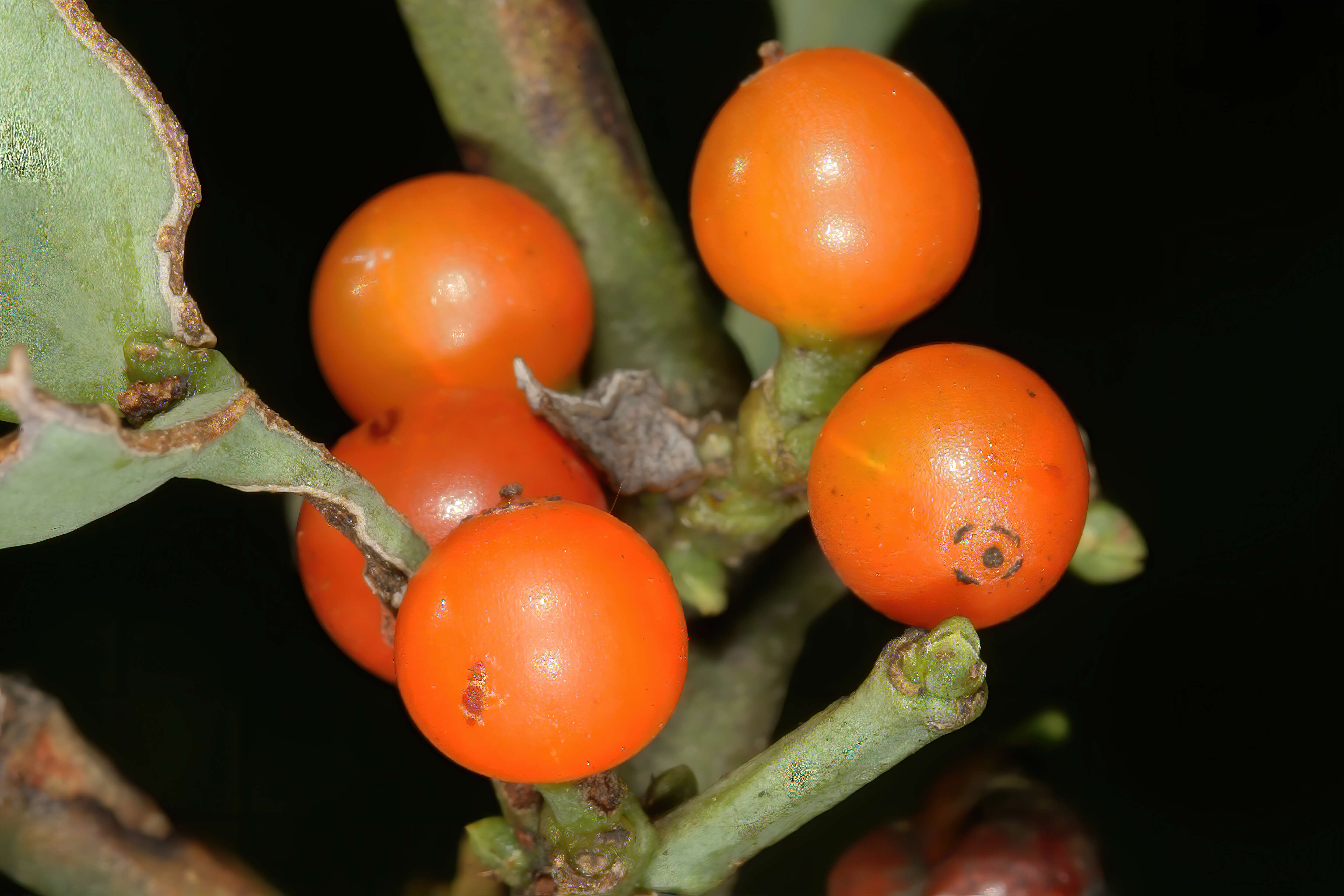 Image de Viscum rotundifolium L. fil.