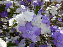 Image de Brunfelsia latifolia (Pohl) Benth.