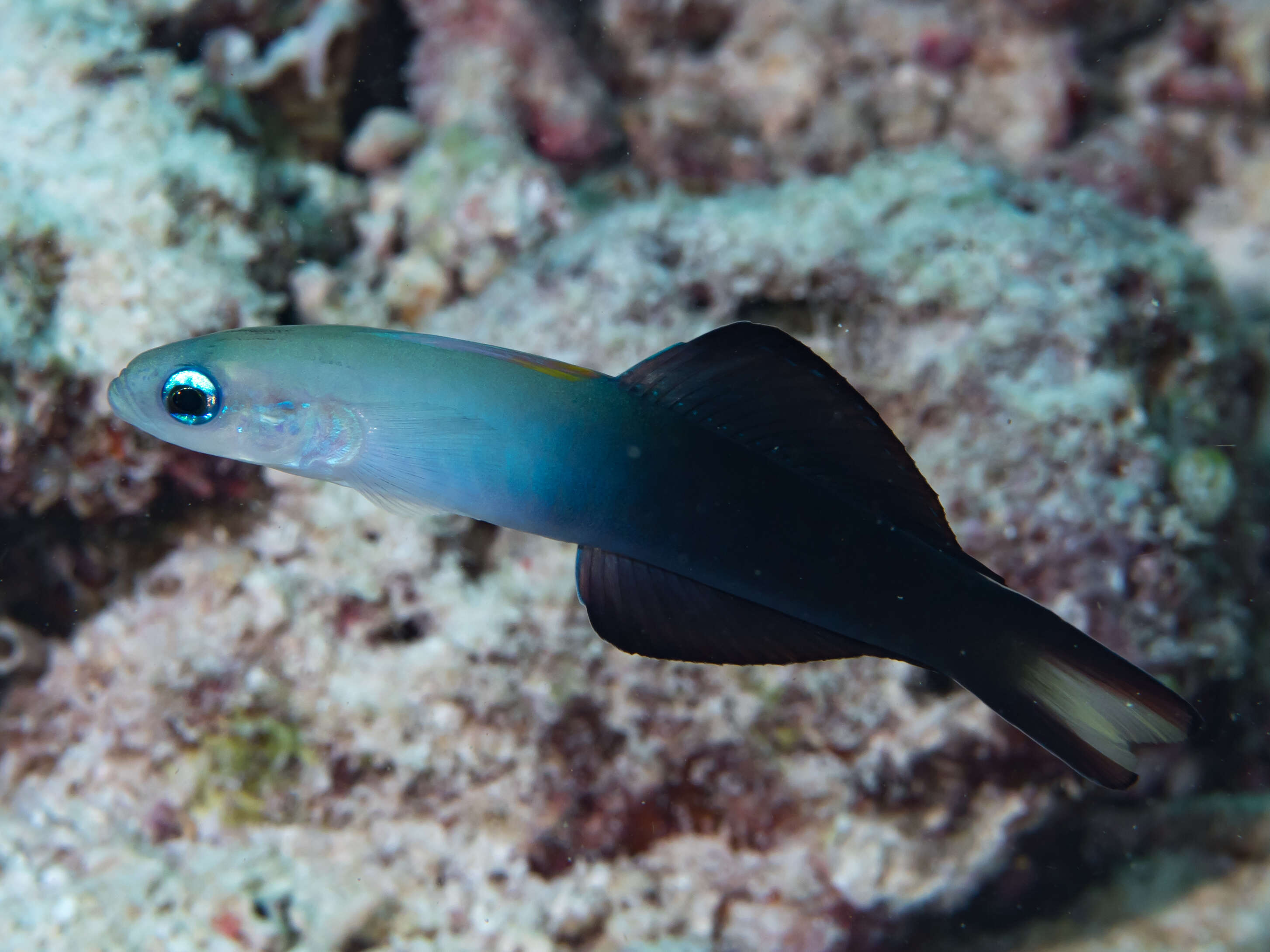 Image of Arrow dart-goby