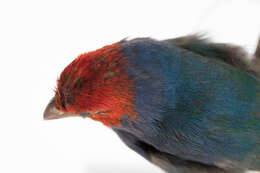 Image of Red-headed Parrot-Finch