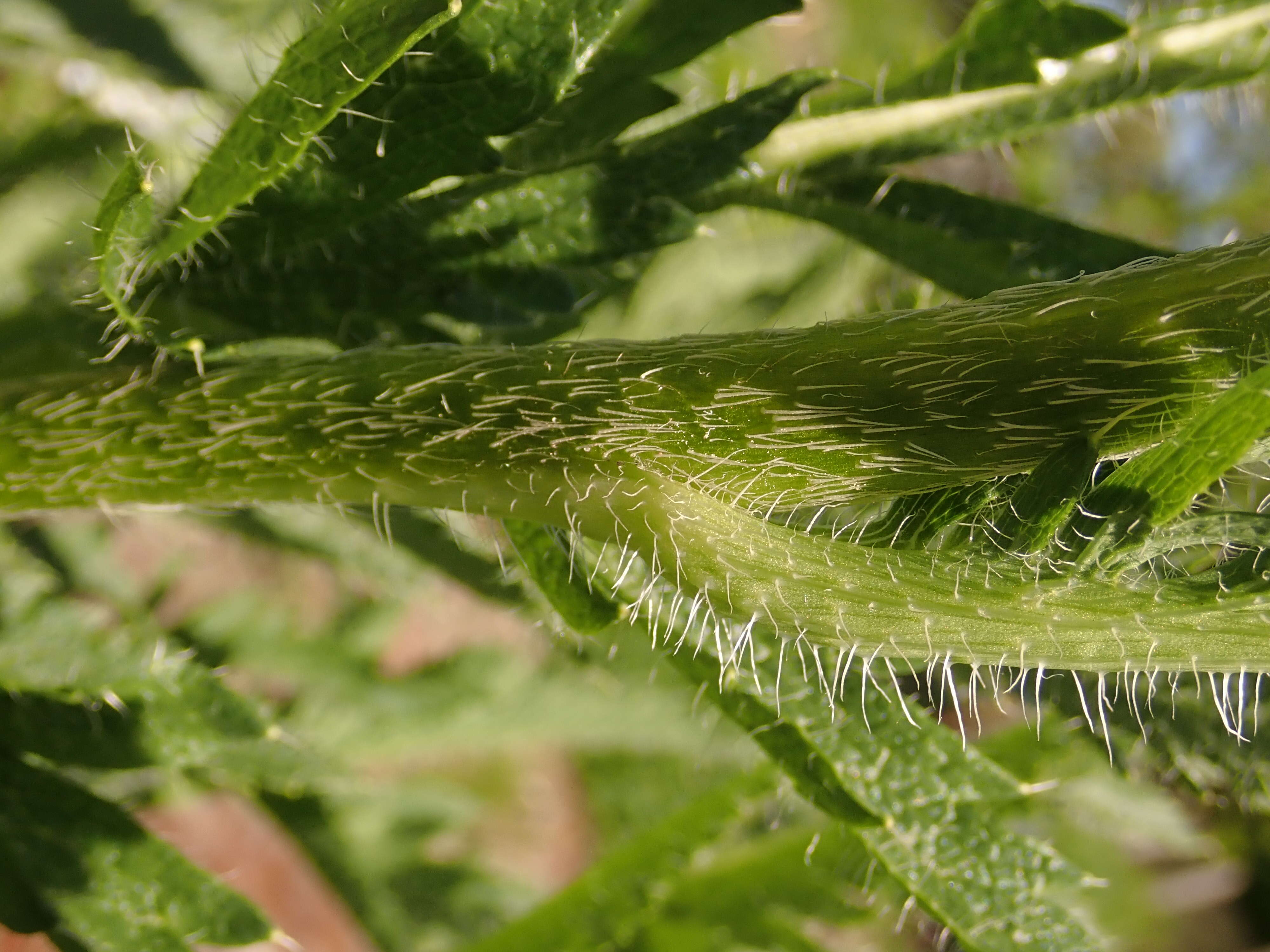 Image of Oriental poppy