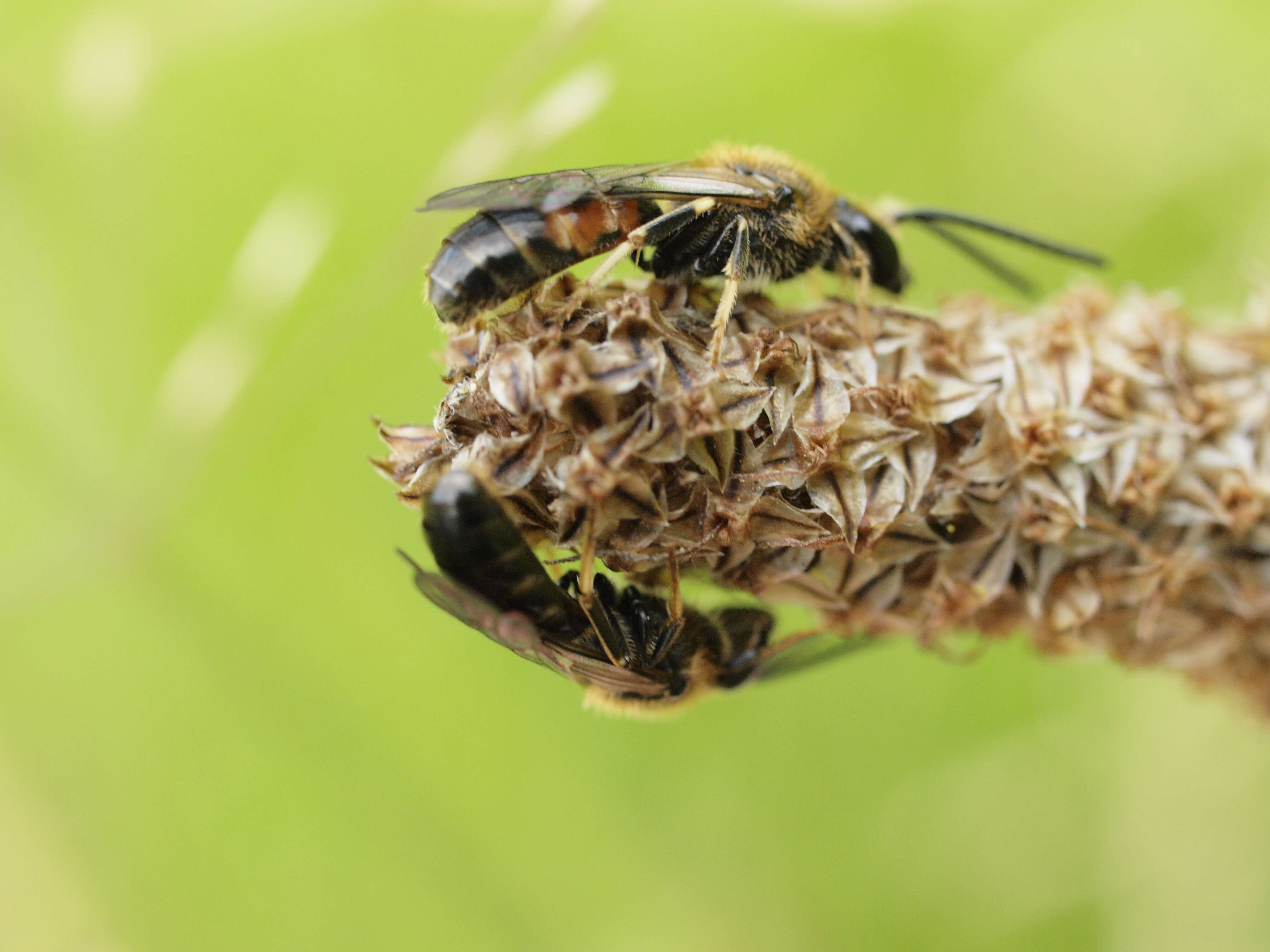 Plancia ëd Lasioglossum calceatum (Scopoli 1763)