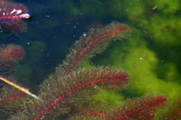 Image of twoleaf watermilfoil