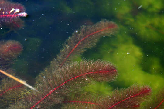 Imagem de Myriophyllum heterophyllum Michx.