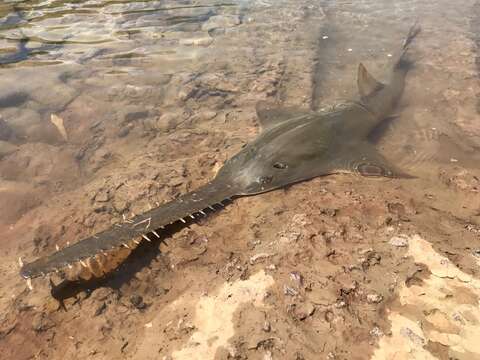 Image of Common sawfish